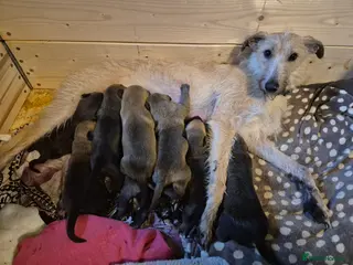 Lurcher dogs Lurcher pups Bedlington x whippet x greyh x collie - Advert 6