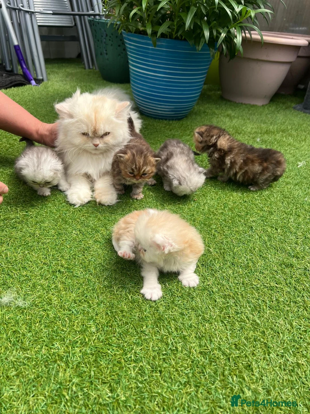 Persian cats for sale: Beautiful Persian Kittens Ready for Loving Homes in London - Advert 14