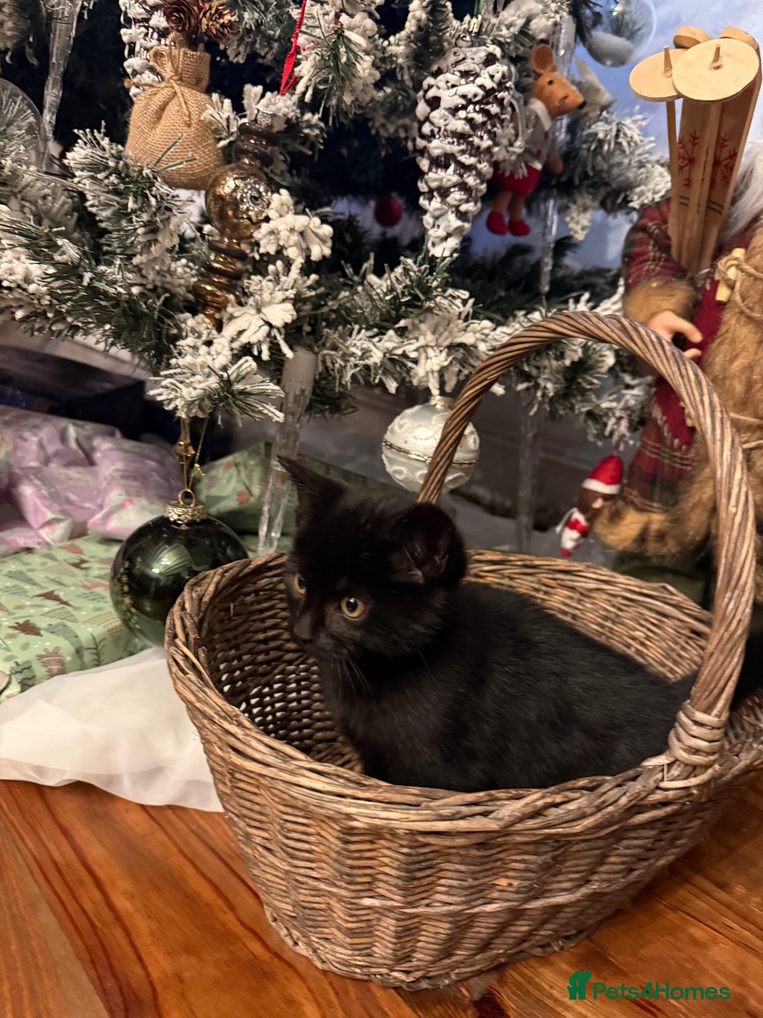 Mixed Breed cats for sale:  **  kittens for Sale  - Advert 7