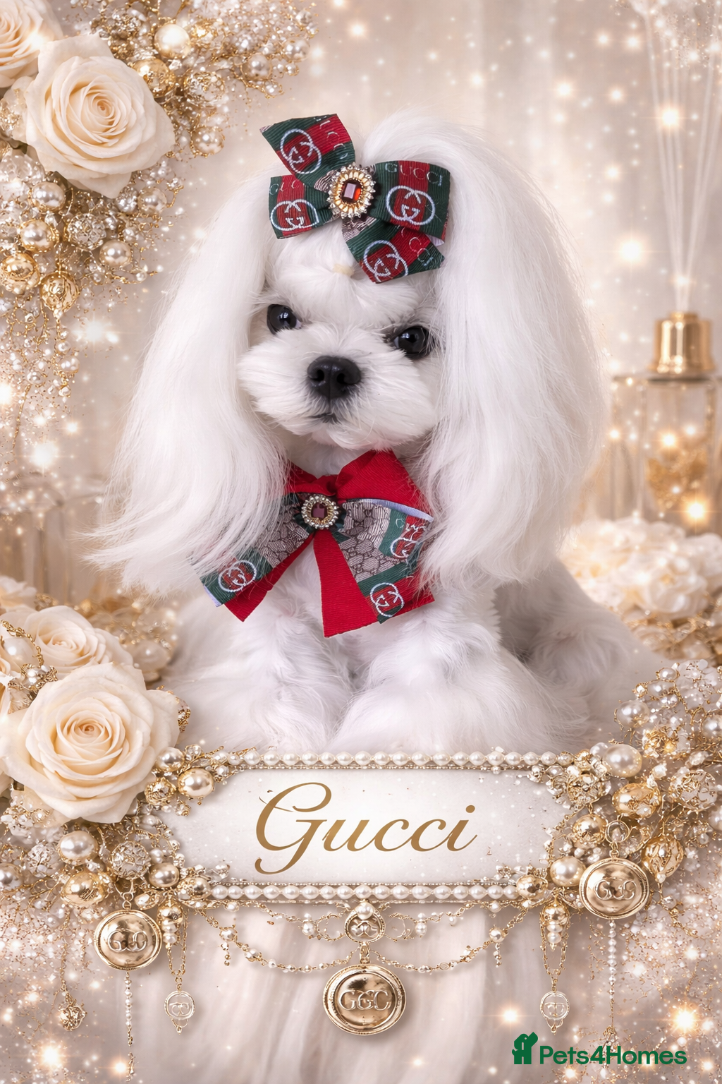 Maltese dogs 🖤DNA health tested Tiny Korean Maltese boy🖤 - Advert 1