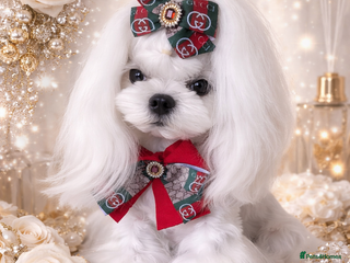 Maltese dogs 🖤DNA health tested Tiny Korean Maltese boy🖤 - Advert 2