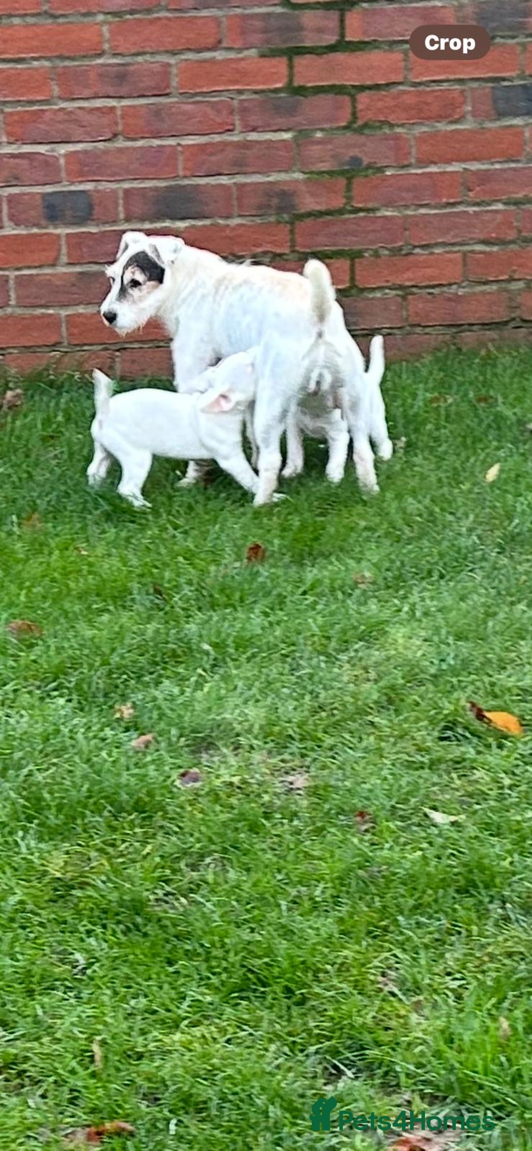 Jack Russell dogs for sale: Jack Russell Parson Type Dig Puppies for Sale - Advert 3