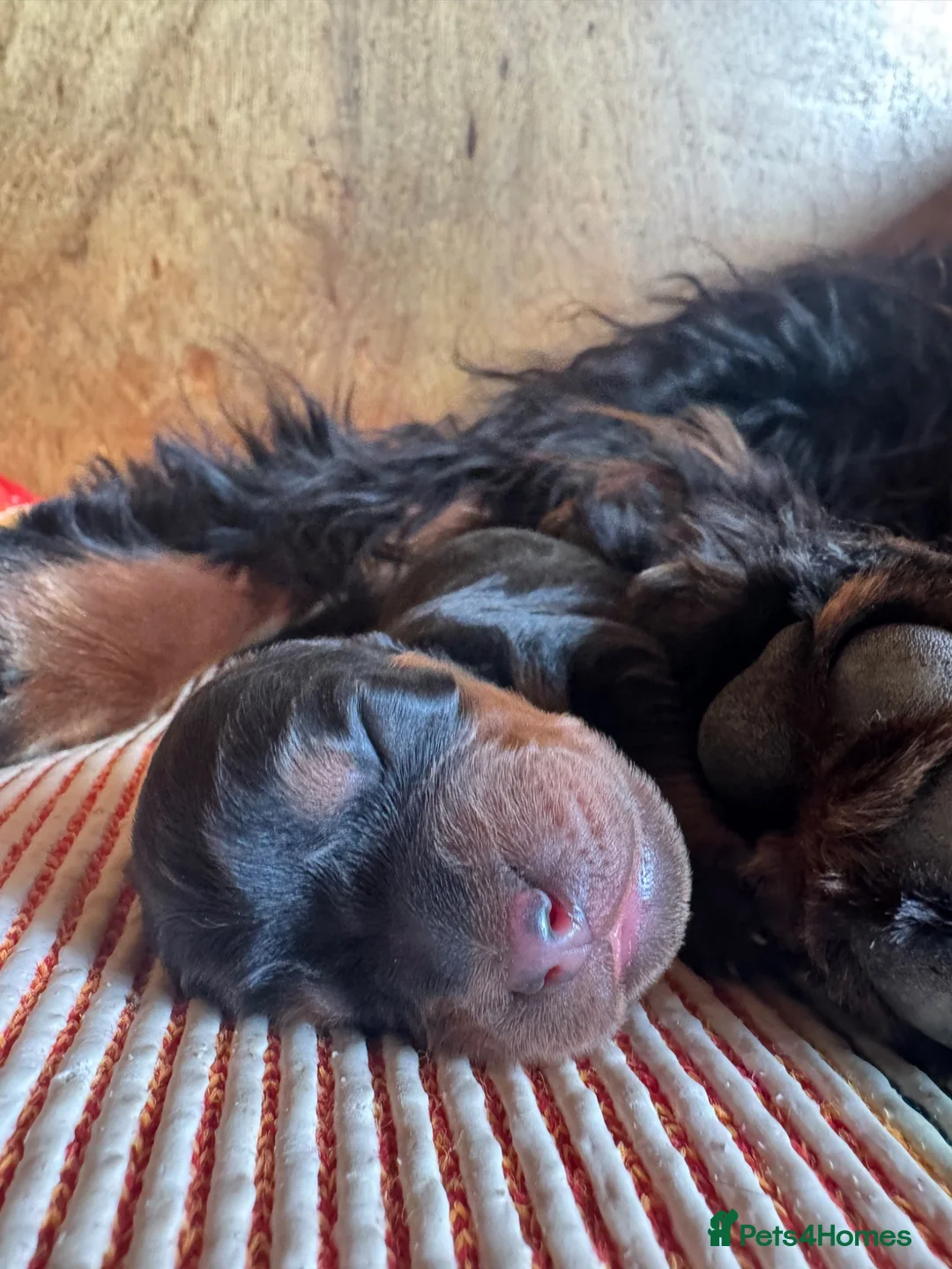 Gordon Setter dogs for sale: Two gorgeous Gordon Setter Bitches   - Advert 2