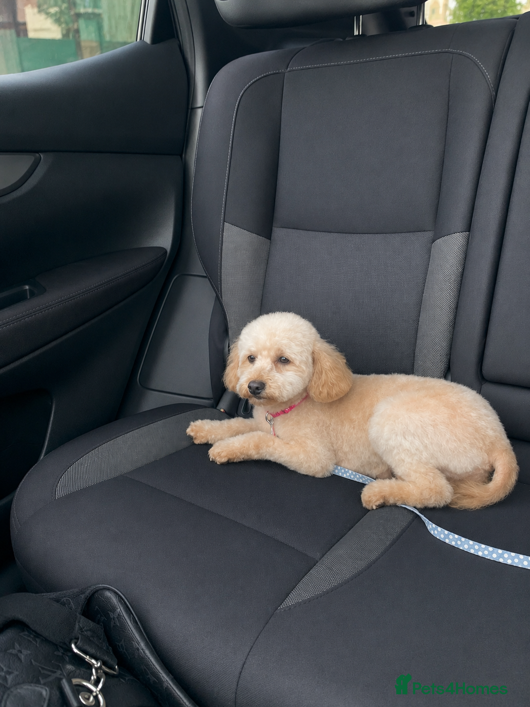 Toy Poodle dogs 🐩Outstanding Toy Poodle Puppies – Ready to view🐩 - Advert 2