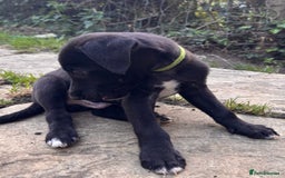 Mixed Breed dogs for sale: Bedlington x whippet puppies  - Image 3