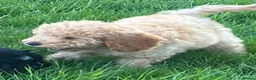 Cavapoochon dogs for sale: Gorgeous Apricot Cavapoochon Girl - Advert 6