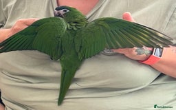 Macaws birds for sale: Female hahns macaw - Image 2