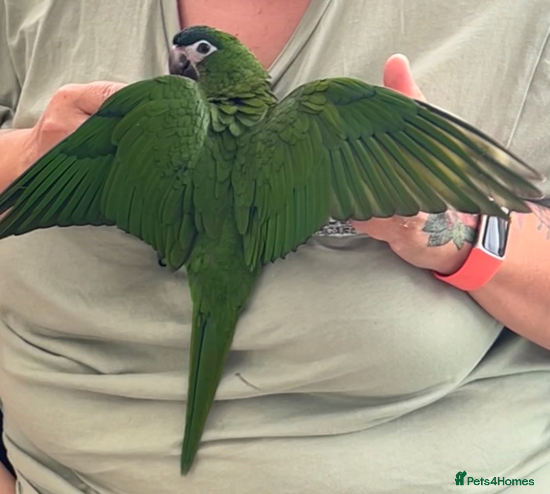 Macaws birds for sale: Female hahns macaw - Image 2