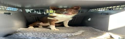 Border Collie dogs for sale: Susan (su) looking for a loving home - Advert 1