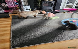 Ragcoon cats for sale: Ragdoll x kittens 😸 😍 ready 10/09/25 - Image 7