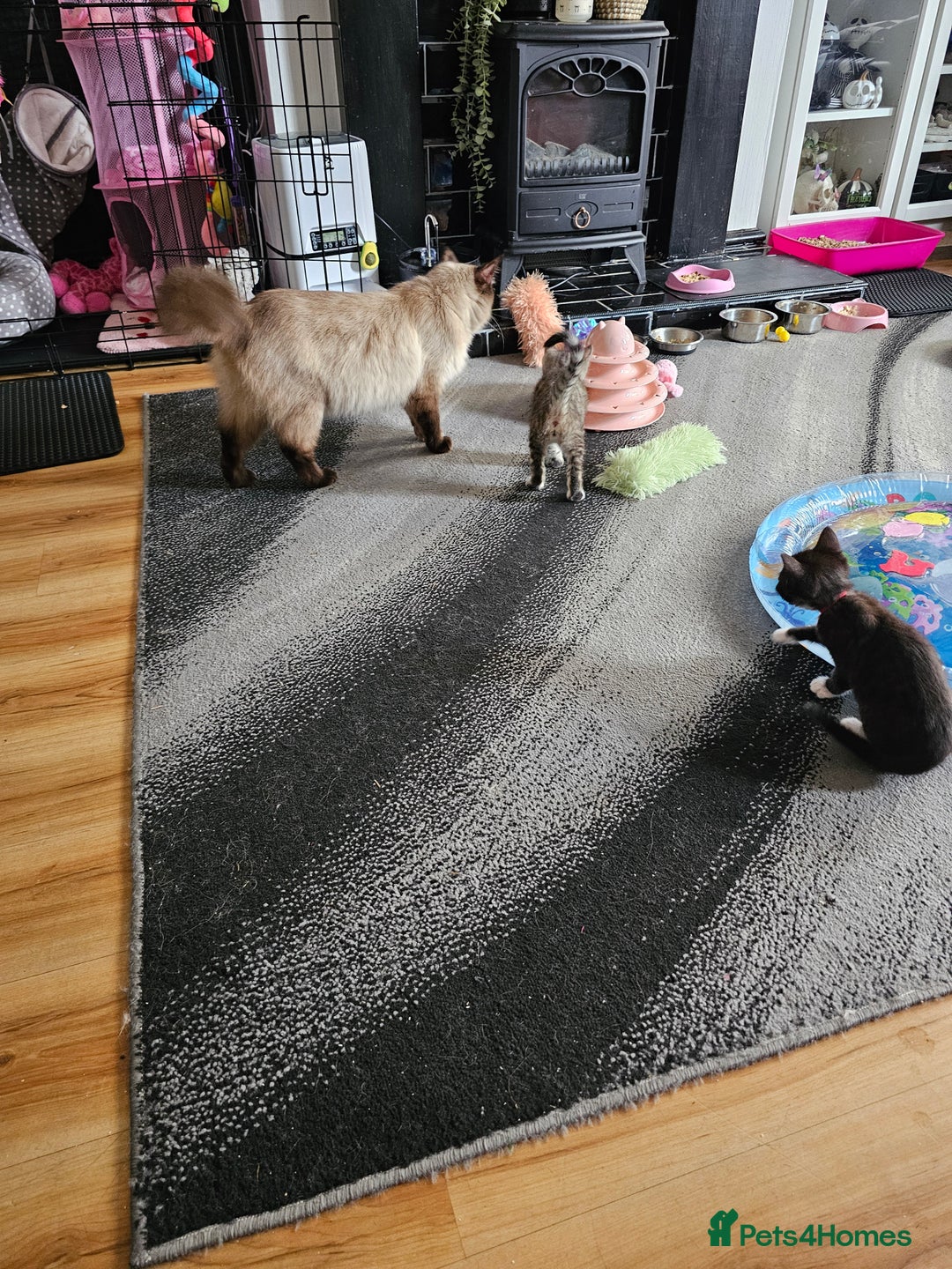 Ragcoon cats for sale: Ragdoll x kittens 😸 😍 ready 10/09/25 - Image 7