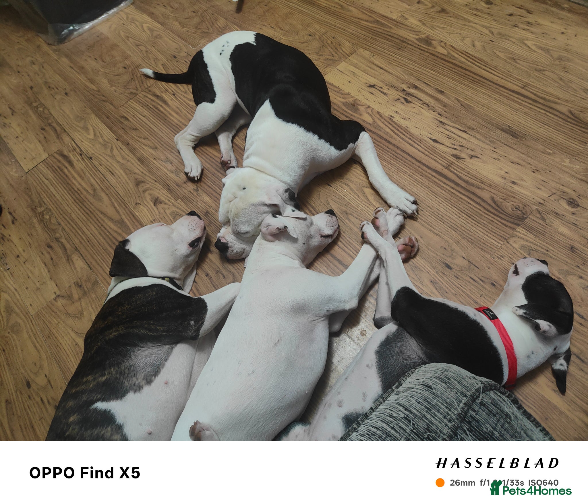 Mixed Breed dogs for sale: 2 female American bulldog x staffys available  - Advert 2