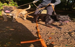 Presa Canario dogs for sale: Pedigree Presa Canario Puppies  - Image 2