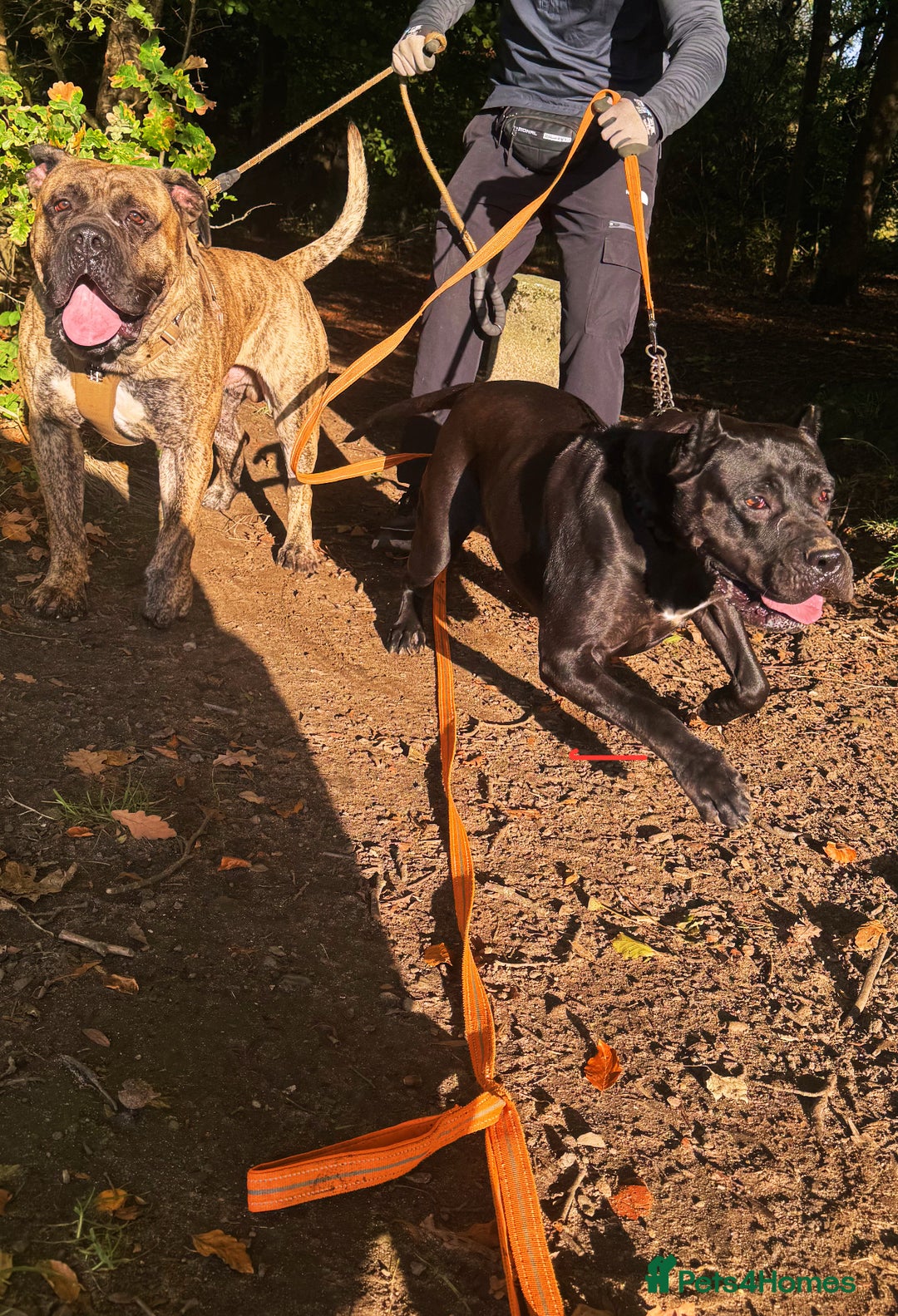 Presa Canario dogs for sale: Pedigree Presa Canario Puppies  - Image 2