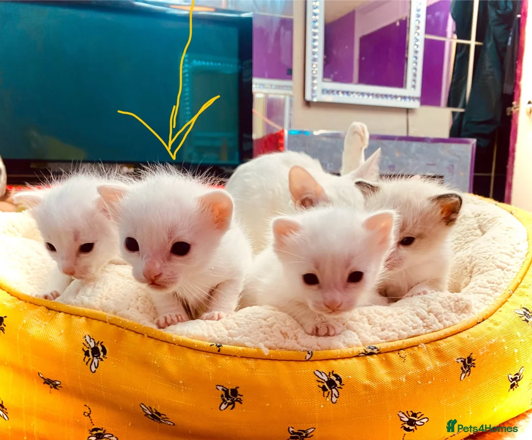 Ragdoll cats for sale: ragdoll kitten different eye colours  - Advert 2