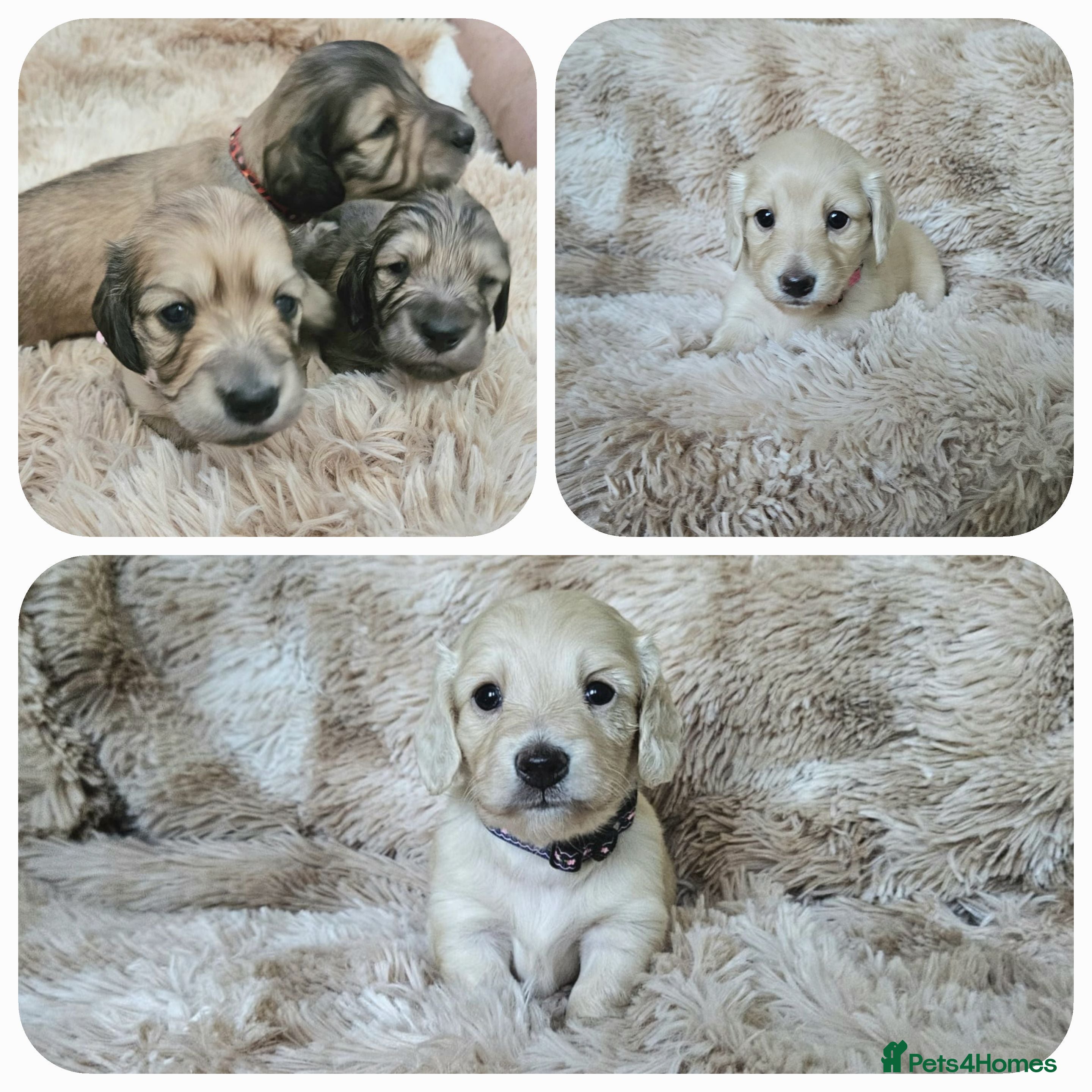 Miniature Dachshund dogs Beautiful long haired mini dachshunds - Advert 8