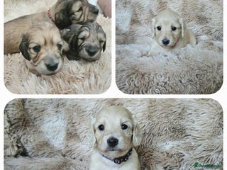 Miniature Dachshund dogs Beautiful long haired mini dachshunds - Advert 8