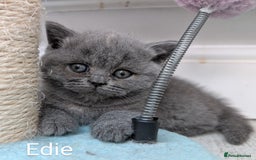 British Shorthair cats for sale: GCCF Registered British Shorthair Kittens for Sale - Image 7