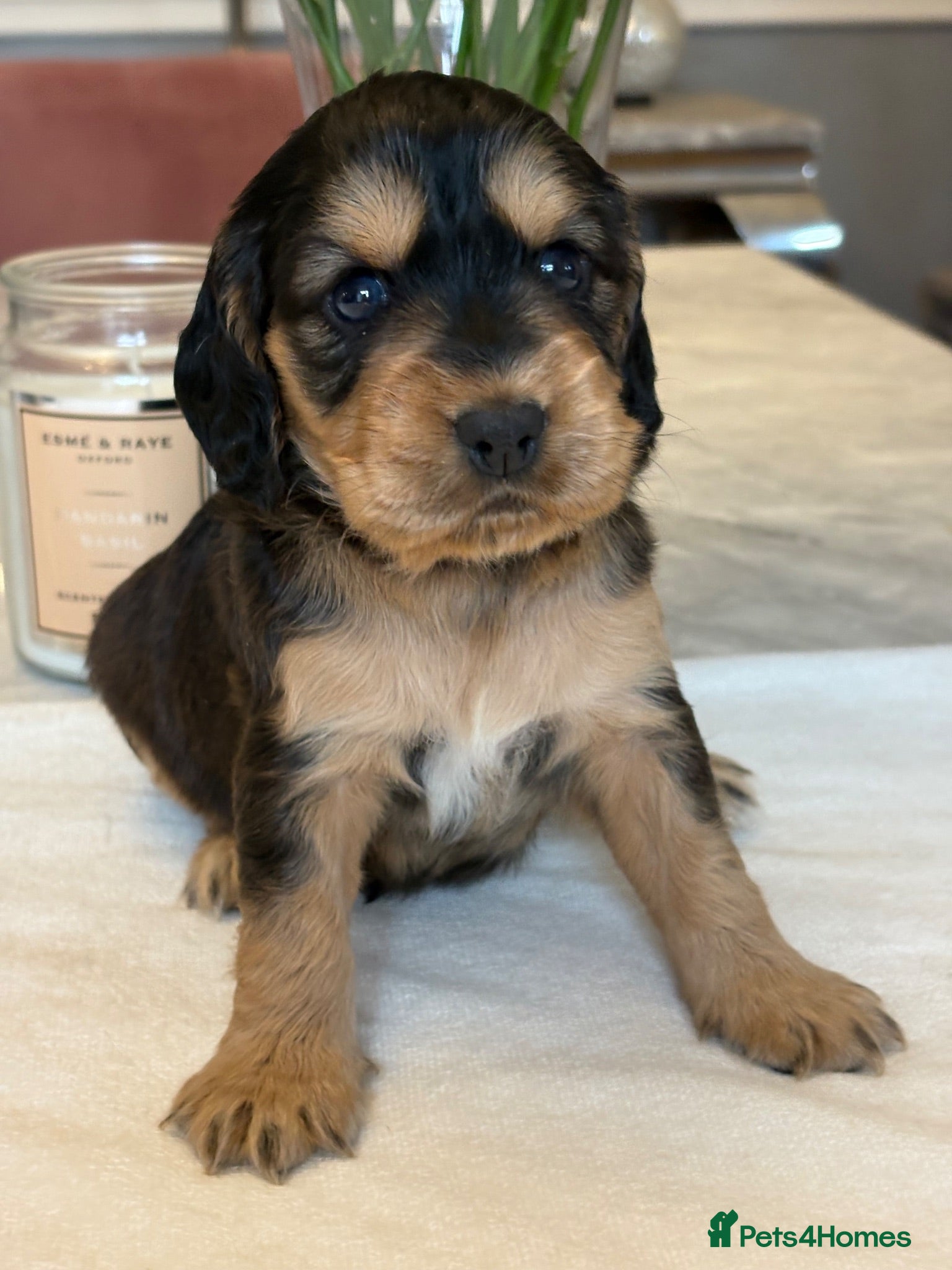Mixed Breed dogs Mini golden retrievers ( DAKOTA SPORT RETRIEVERS)  - Advert 1