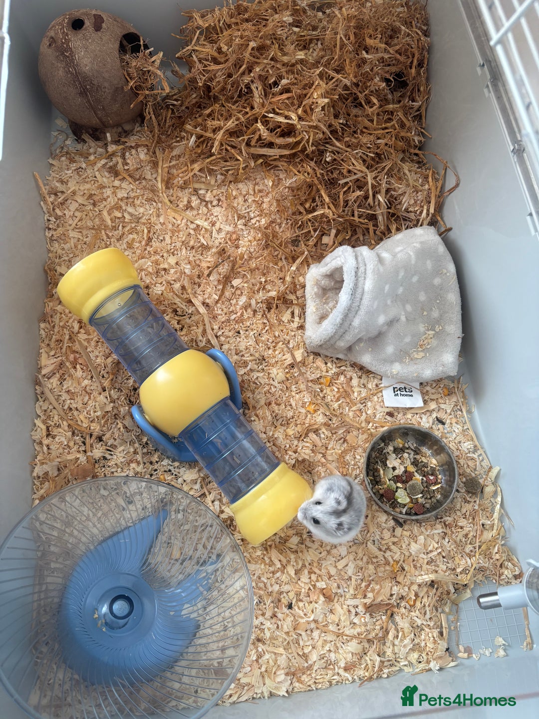 Hamster rodents for sale: Dwarf hamster  - Advert 5