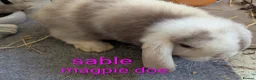 Mini Lop rabbits for sale: Pure bred minilops - Advert 1