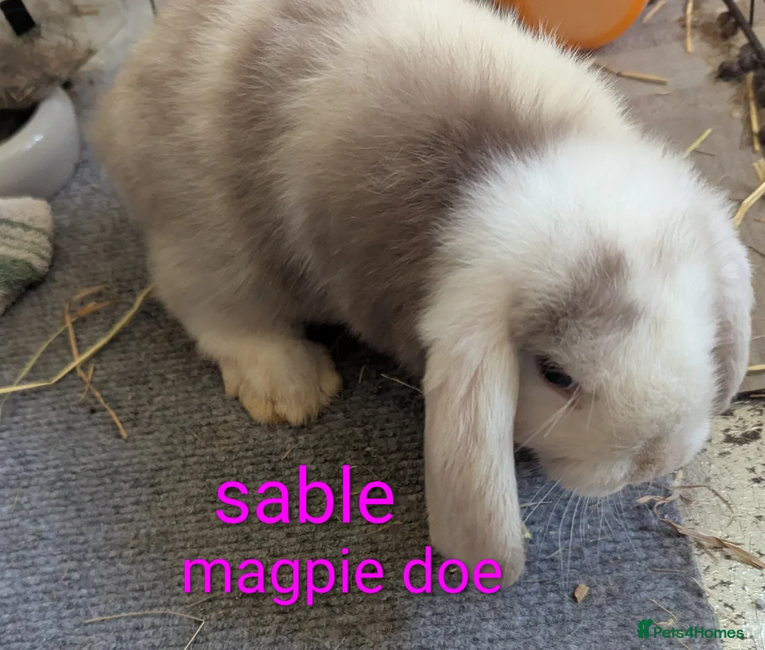 Mini Lop rabbits for sale: Pure bred minilops - Advert 1