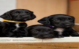Cocker Spaniel dogs for sale: KC REG Cocker Spaniels - Image 4