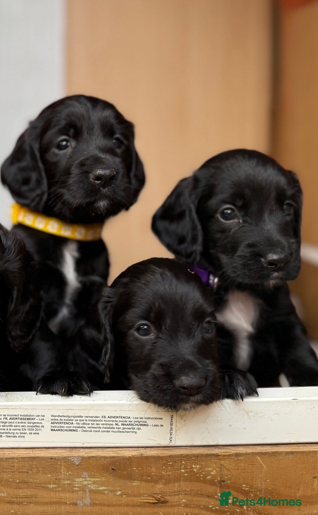 Cocker Spaniel dogs for sale: KC REG Cocker Spaniels - Image 4