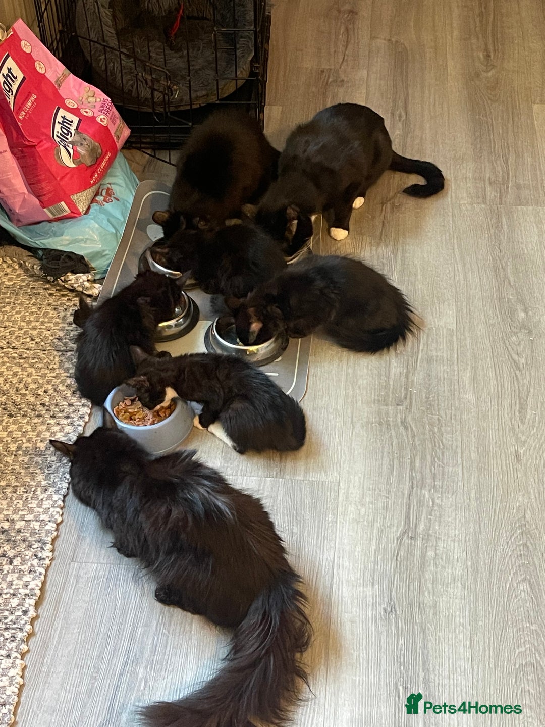 Norwegian Forest Cat cats for sale: Norwegian Forrest kittens 🐈‍⬛  - Image 4