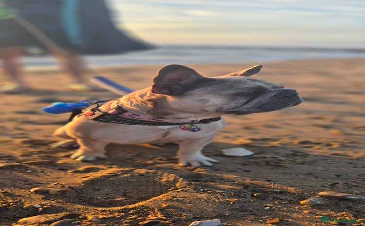 French Bulldog dogs - Advert 1