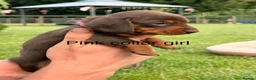 Miniature Dachshund dogs for sale: Beautiful miniature dachshund puppies available  - Advert 6