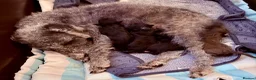 Bedlington Terrier dogs for sale: Bedlington whippets. - Advert 4