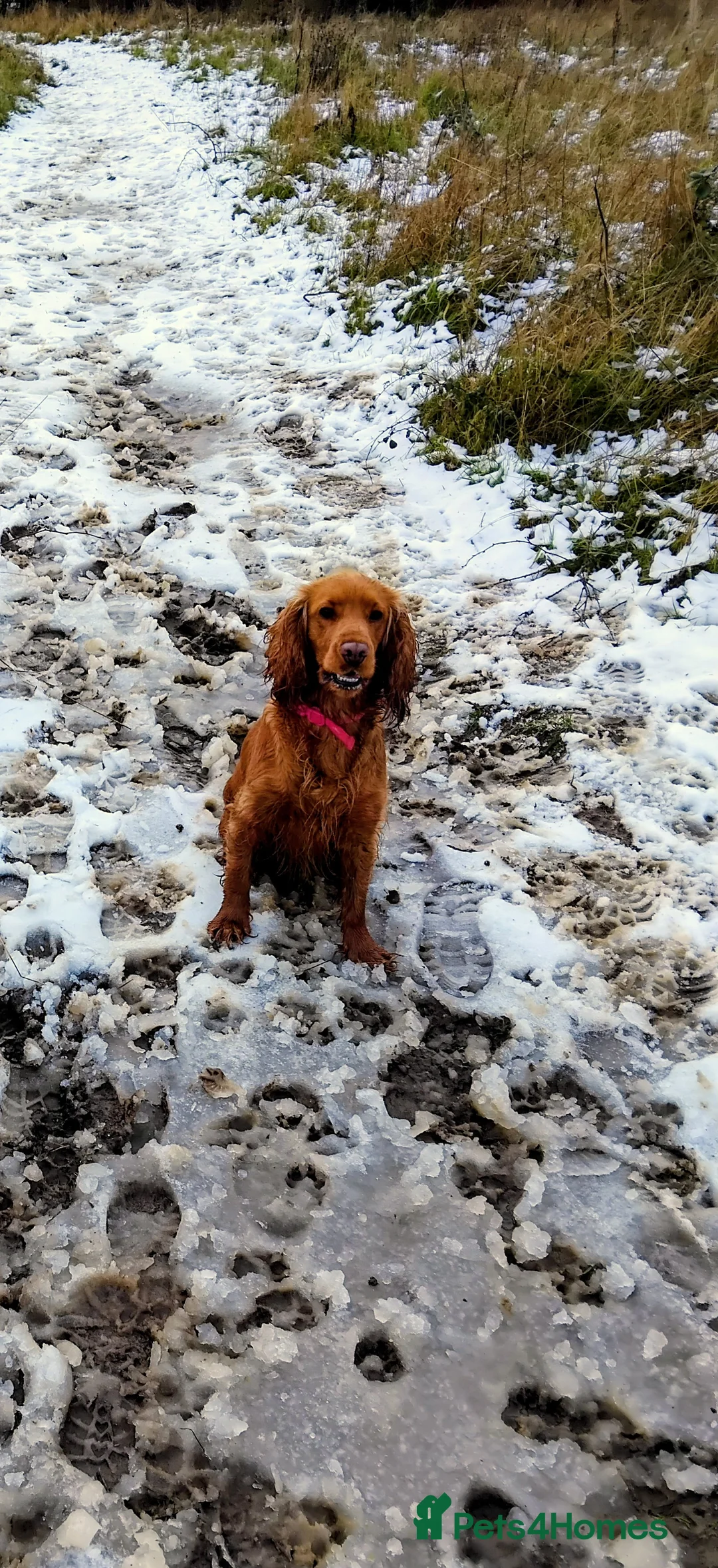 Cocker Spaniel dogs for sale: Were Especting 🐶🐶 in Malvern - Advert 1