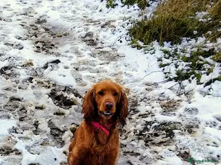 Cocker Spaniel dogs Were Especting 🐶🐶 - Advert 5