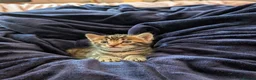 Bengal cats for sale: Bengal-cross kittens available - Advert 1
