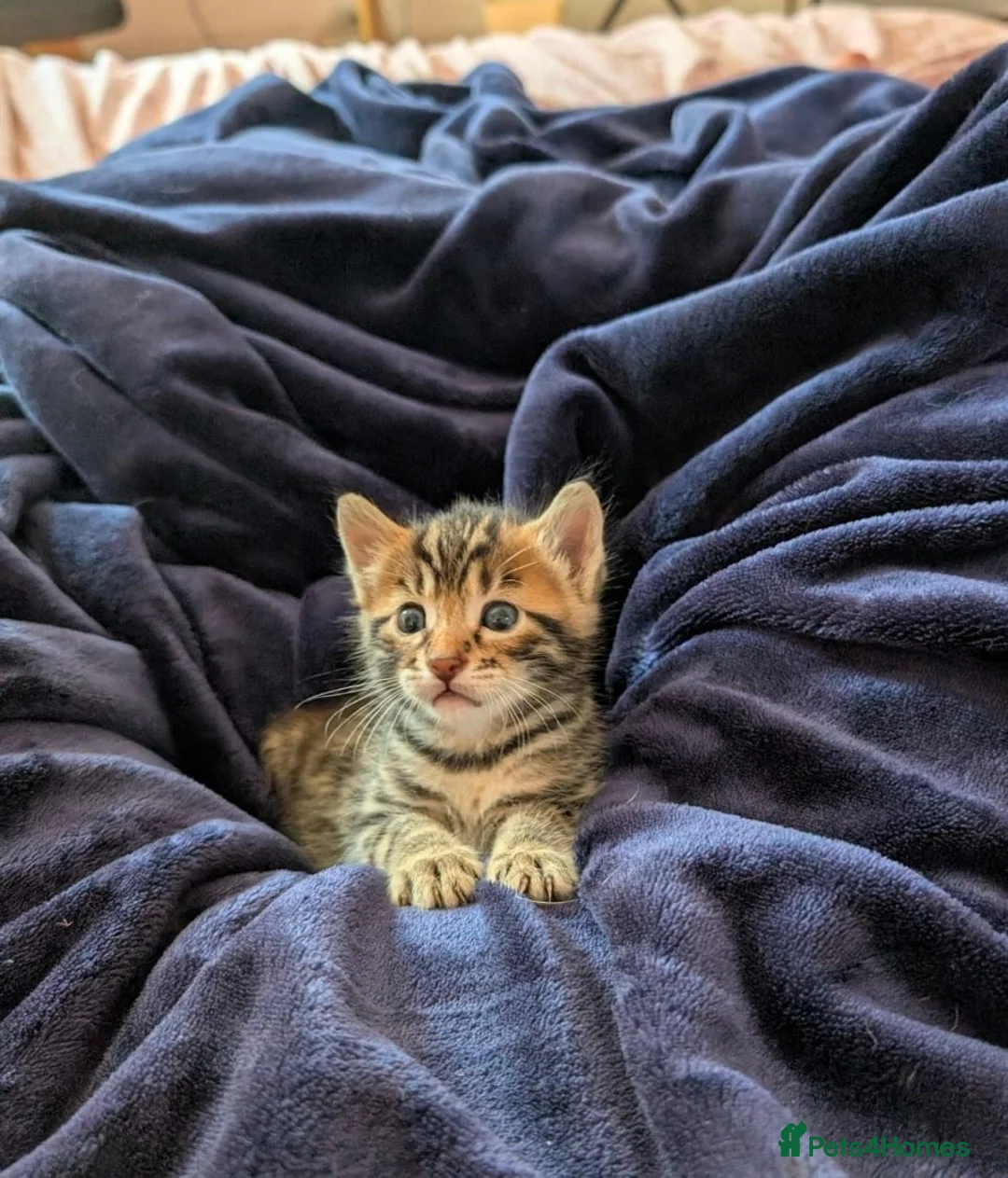 Bengal cats for sale: Bengal-cross kittens available - Advert 1