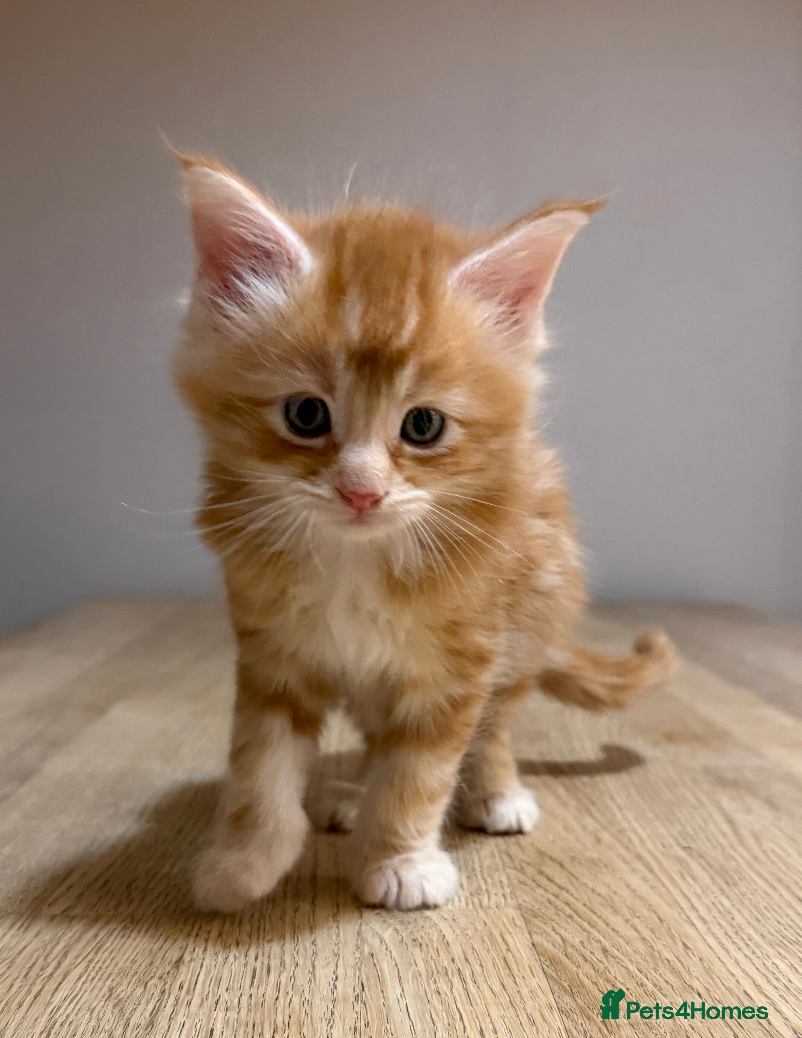 Maine Coon cats Stunning Maine Coon cross kittens - Advert 5