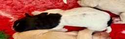 Double Doodle dogs for sale: One of the Original Labradoodle Breeders in the UK - Advert 5