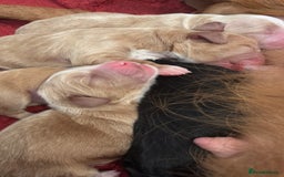 Sprocker dogs for sale: Sprocker for sale - Image 11