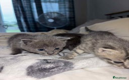 Burmese cats for sale: Beautiful blue kittens  - Image 10