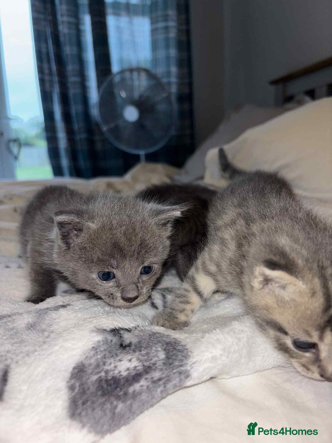 Burmese cats for sale: Beautiful blue kittens  - Image 10