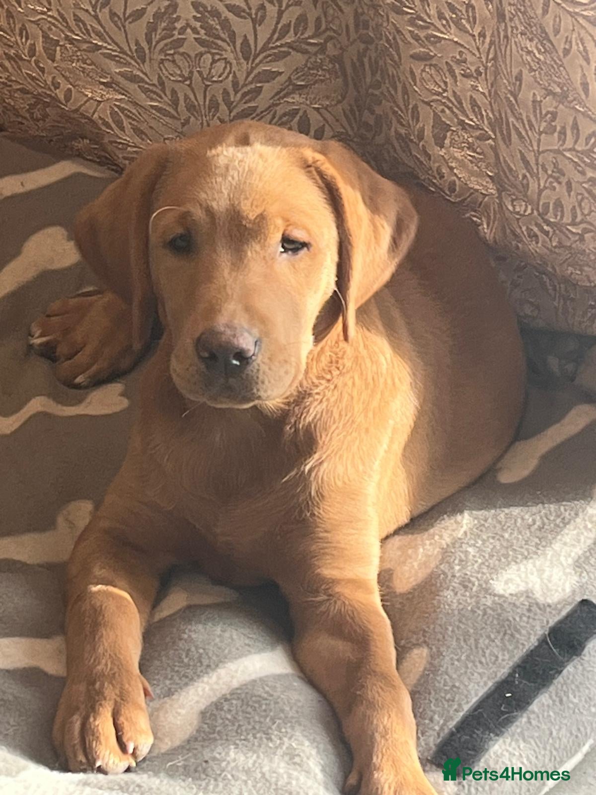 Labrador Retriever dogs Two Beautiful Labrador girls READY NOW - Advert 3