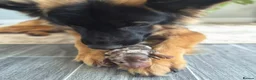 Miniature Dachshund dogs for sale: Gorgeous litter of miniature Dachshunds 🤎 - Advert 5