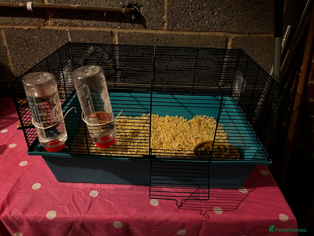 Rat rodents for sale: Female Rats - Advert 4