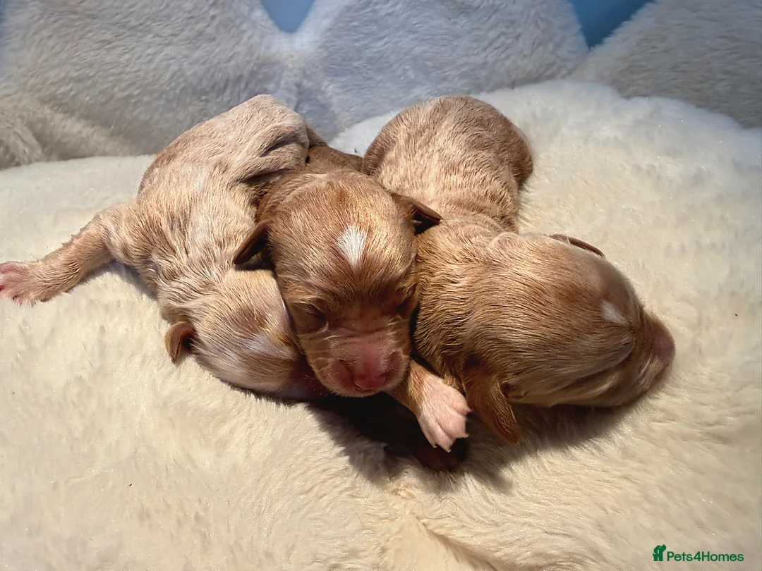 Labradoodle dogs for sale: 🧸Beautiful teddy bear F1 Labradoodles🧸  - Advert 15