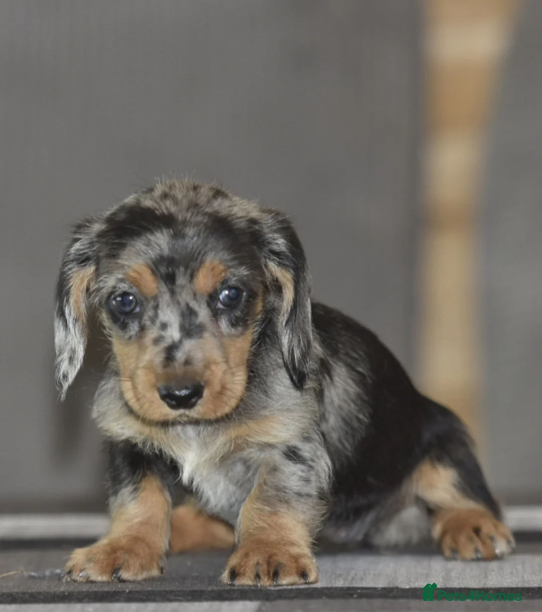 Dachshund dogs for sale: Stunning dachshund pups - Advert 4