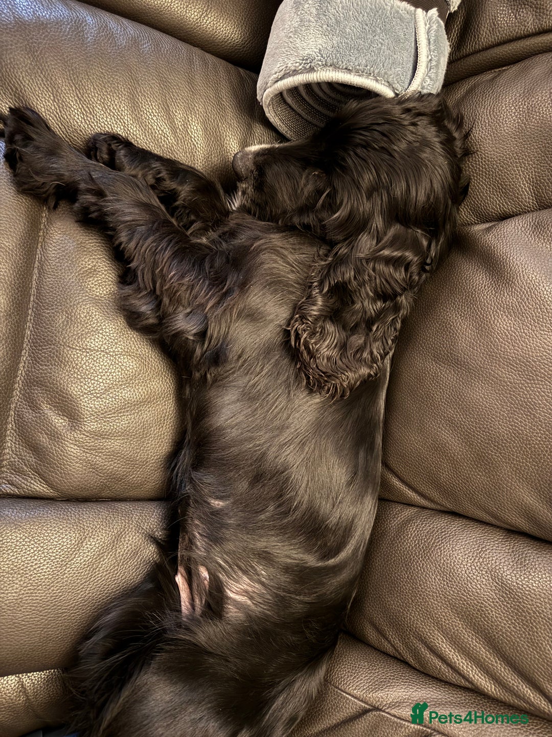 Cocker Spaniel dogs for sale: Winnie - cocker spaniel - Advert 5