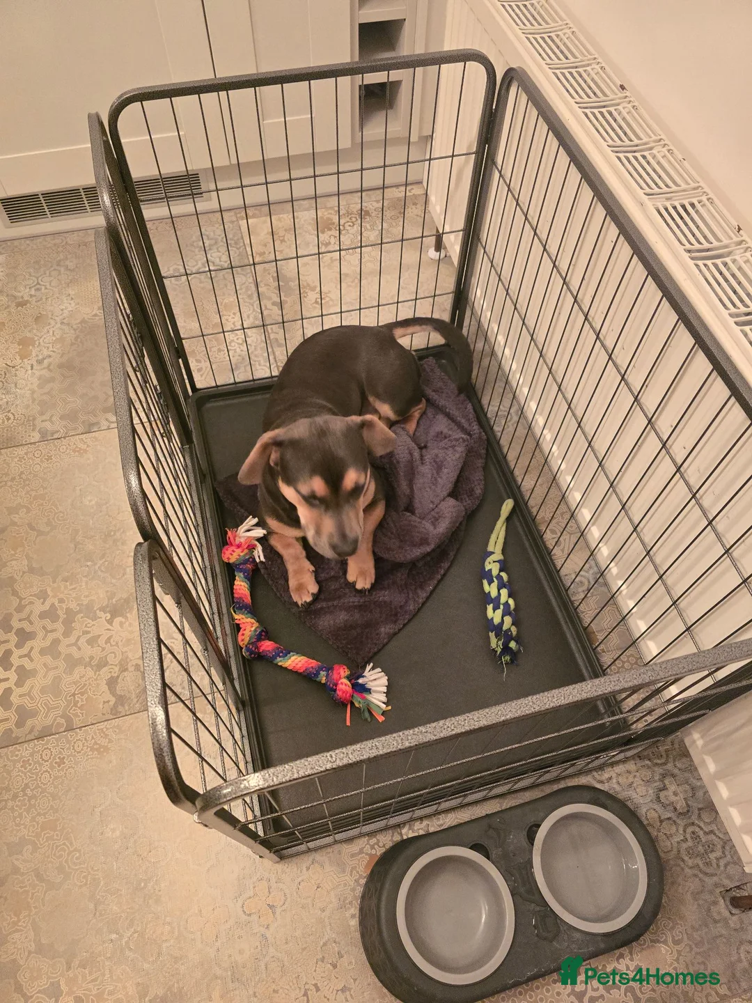 Mixed Breed dogs for sale: 16 month English bulldog x Dachshund Stanley  in Hull - Advert 3