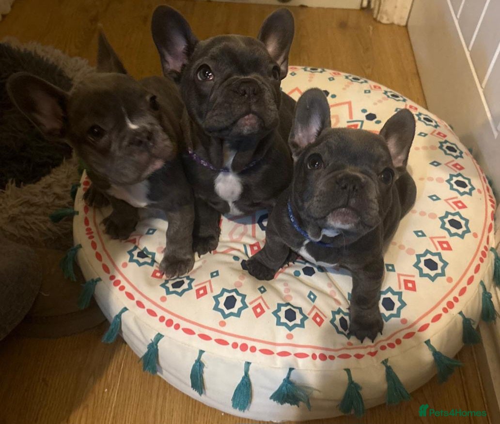 French Bulldog dogs Ready to leave now - Frenchie babies - Advert 1