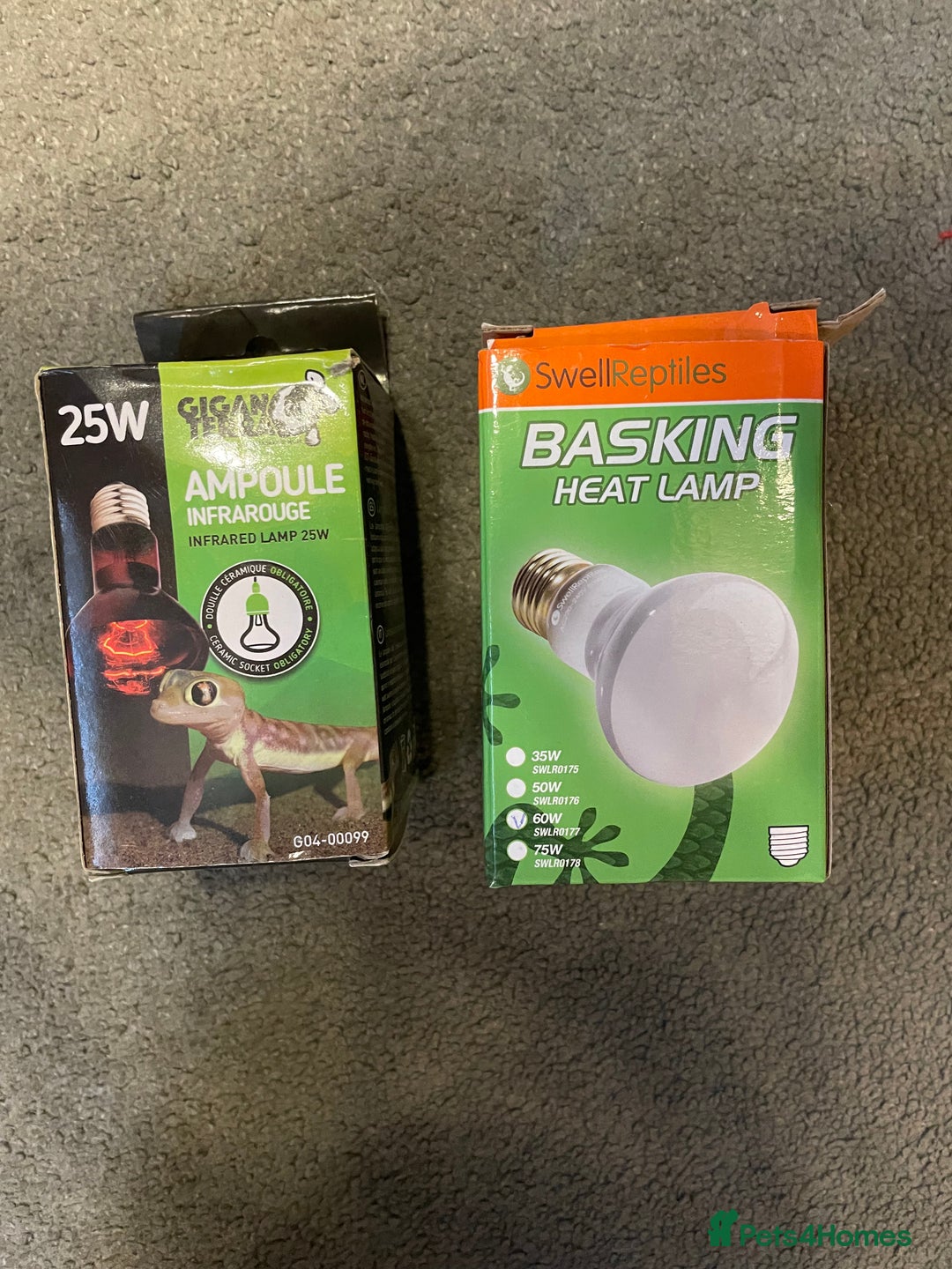 Gecko reptiles for sale: Crested Gecko, full set up, ready to go. - Advert 7